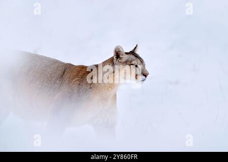 Puma fangen lama Guanaco, Natur Winter Lebensraum mit Schnee, Torres del Paine, Chile. Wilde Großkatze Cougar, Puma Concolor, Schnee Sonnenuntergang Licht und gefährlich Stockfoto