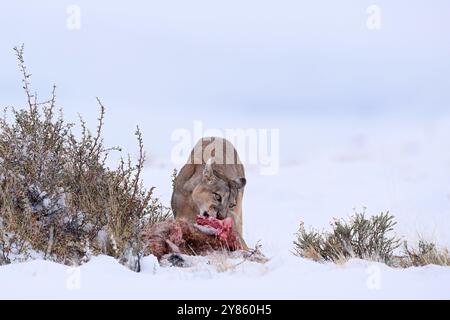 Puma fangen lama Guanaco, Natur Winter Lebensraum mit Schnee, Torres del Paine, Chile. Wilde Großkatze Cougar, Puma Concolor, Schnee Sonnenuntergang Licht und gefährlich Stockfoto