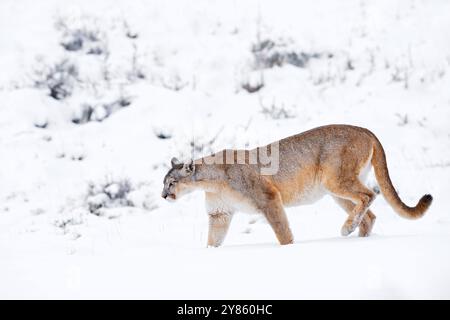 Puma fangen lama Guanaco, Natur Winter Lebensraum mit Schnee, Torres del Paine, Chile. Wilde Großkatze Cougar, Puma Concolor, Schnee Sonnenuntergang Licht und gefährlich Stockfoto