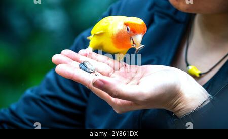 Handsome Young Happy männlich Blue Budgie Mauve Budgie sitzt auf einem Ast singend und spielt Stockfoto