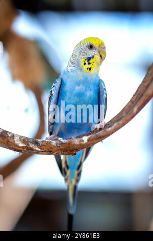 Handsome Young Happy männlich Blue Budgie Mauve Budgie sitzt auf einem Ast singend und spielt Stockfoto