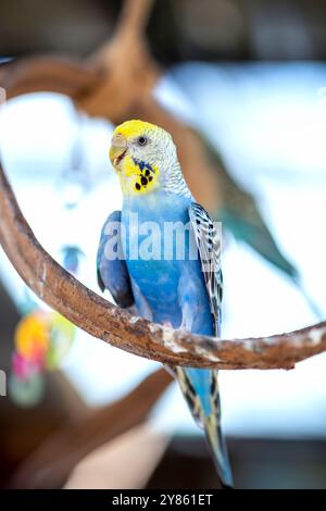 Handsome Young Happy männlich Blue Budgie Mauve Budgie sitzt auf einem Ast singend und spielt Stockfoto