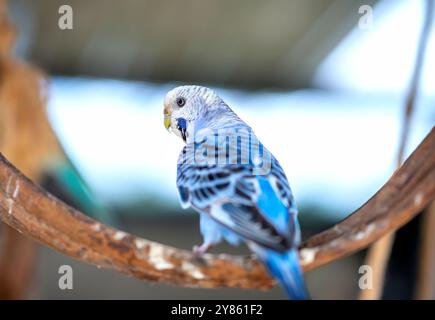 Handsome Young Happy männlich Blue Budgie Mauve Budgie sitzt auf einem Ast singend und spielt Stockfoto