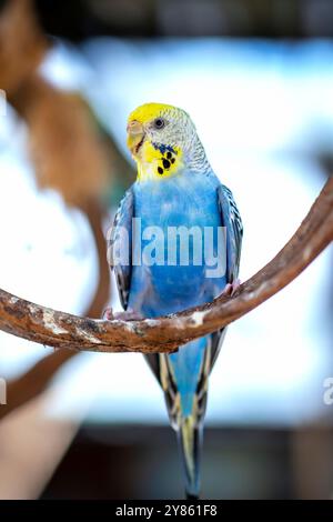 Handsome Young Happy männlich Blue Budgie Mauve Budgie sitzt auf einem Ast singend und spielt Stockfoto