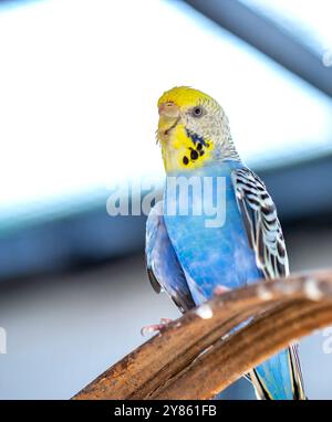 Handsome Young Happy männlich Blue Budgie Mauve Budgie sitzt auf einem Ast singend und spielt Stockfoto