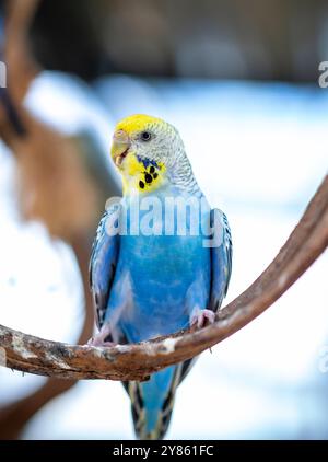 Handsome Young Happy männlich Blue Budgie Mauve Budgie sitzt auf einem Ast singend und spielt Stockfoto