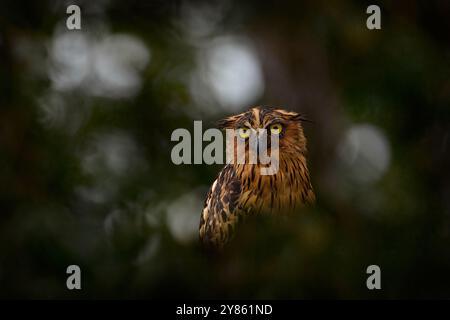 Vogel in der Natur, malaiische Fischeule, grüner tropischer Wald. Tier mit gelbem Auge. Buffy-Fischeule, Ketupa Ketupu, sitzt auf dem Zweig in der Nähe des Stockfoto