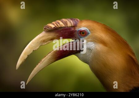 Blyths Nashornvogel, Rhyticeros plicatus, Nahaufnahme-Porträt im natürlichen Lebensraum. Papua-Nashornvogel im tropischen Wald in West-Papua. Vogel in Th Stockfoto