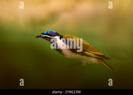 Blauer Honeyeater, Entomyzon cyanotis, Vogel im Naturgarten Habitat, Australien. Gelber weißer Vogel mit Blauhase im natürlichen Lebensraum. Grün Stockfoto