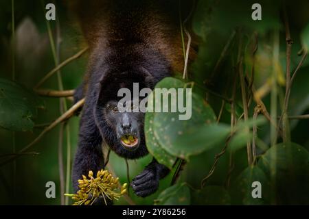 Natur in Costa Rica, Affe. Schwarzer Affe, mit dem Namen Brüllaffen Alouatta palliata, Lebensraum der Natur. Tier in Costa Rica, Braulio Carrillo National PA Stockfoto