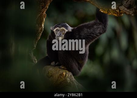 Siamang, Symphalangus syndactylus, großer schwarzer Affe, der im natürlichen Lebensraum sitzt, dunkelgrauer Waldwuchs. Gibbon aus Malaysia und Sumantra in AS Stockfoto