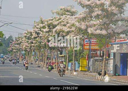 Magelang, Zentral-Java, Indonesien. Oktober 2024. Eine Reihe von Tabebuya-Bäumen (Handroanthus chrysotrichus) blühte am Straßenrand der Stadt Magelang, Zentral-Java, am 1. Oktober 2024. Tabebuya (Handroanthus chrysotrichus), oder Trompetenbaum, ist eine Art von Pflanze aus Brasilien und ist ein großer Baum. Tabebuya-Bäume blühen zweimal im Jahr in unmittelbarer Nähe aufgrund des Einflusses der trockenen und regnerischen Jahreszeit, aber die Blüten, die nur 10 Tage nach diesem Sturz im Wind blühen, nutzen viele Bewohner sie, um Selfies in der Nähe von Tabebuya-Bäumen zu machen (Credit Image: © Dasril Roszandi/ZUMA Press Wire) EDITORI Stockfoto