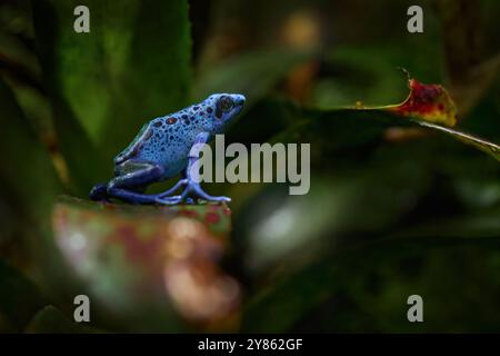 Dendrobates tinctorius „True Sipaliwini“, färbender Gift Dart Frog, blauer Frosch in tropischer Natur. Tierwelt Französisch-Guayana. Giftige toxische Amphibien auf t Stockfoto