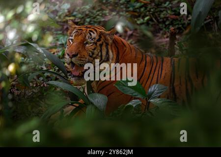 Der malayische Tiger, Panthera tigris jacksoni, die kleinste Tigerart, die im südlichen und mittleren Teil der Malaiischen Halbinsel und im südlichen Teil Thailands gefunden wurde. Stockfoto