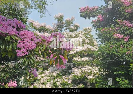 Magelang, Zentral-Java, Indonesien. Oktober 2024. Eine Reihe von Tabebuya-Bäumen (Handroanthus chrysotrichus) blühte am Straßenrand der Stadt Magelang, Zentral-Java, am 1. Oktober 2024. Tabebuya (Handroanthus chrysotrichus), oder Trompetenbaum, ist eine Art von Pflanze aus Brasilien und ist ein großer Baum. Tabebuya-Bäume blühen zweimal im Jahr in unmittelbarer Nähe aufgrund des Einflusses der trockenen und regnerischen Jahreszeit, aber die Blüten, die nur 10 Tage nach diesem Sturz im Wind blühen, nutzen viele Bewohner sie, um Selfies in der Nähe von Tabebuya-Bäumen zu machen (Credit Image: © Dasril Roszandi/ZUMA Press Wire) EDITORI Stockfoto