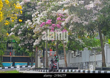 Magelang, Zentral-Java, Indonesien. Oktober 2024. Eine Reihe von Tabebuya-Bäumen (Handroanthus chrysotrichus) blühte am Straßenrand der Stadt Magelang, Zentral-Java, am 1. Oktober 2024. Tabebuya (Handroanthus chrysotrichus), oder Trompetenbaum, ist eine Art von Pflanze aus Brasilien und ist ein großer Baum. Tabebuya-Bäume blühen zweimal im Jahr in unmittelbarer Nähe aufgrund des Einflusses der trockenen und regnerischen Jahreszeit, aber die Blüten, die nur 10 Tage nach diesem Sturz im Wind blühen, nutzen viele Bewohner sie, um Selfies in der Nähe von Tabebuya-Bäumen zu machen (Credit Image: © Dasril Roszandi/ZUMA Press Wire) EDITORI Stockfoto