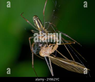 Silberne Stretchspinne Tetragnatha montana, die die Mücke in einem Netz verwickelt. Stockfoto