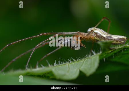 Silberne Stretchspinne Tetragnatha montana, die die Mücke in einem Netz verwickelt. Stockfoto