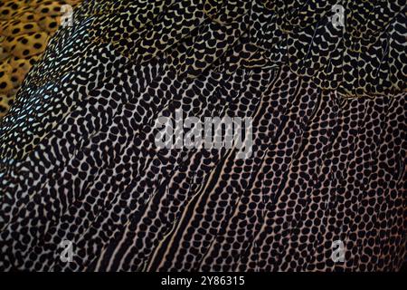 Federgefieder mit Nahaufnahme. Großer argus, Argusianus argus, großes Vogelporträt mit langem Schwanz im Wald, Sabah, Borneo. Argus sitzt auf dem Stockfoto