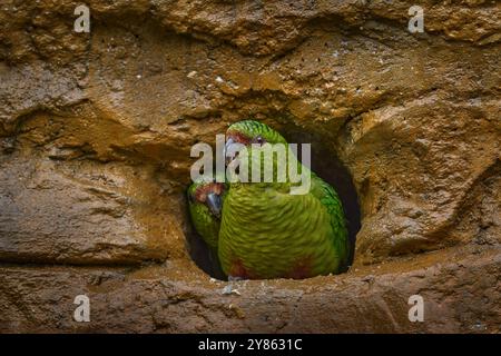 Austral-Sittich, Enicognathus ferrugineus, ein Paar grüner Papageien im Nestloch im Naturraum. Vogel aus Chile, Tierwelt in Südamerika. S Stockfoto