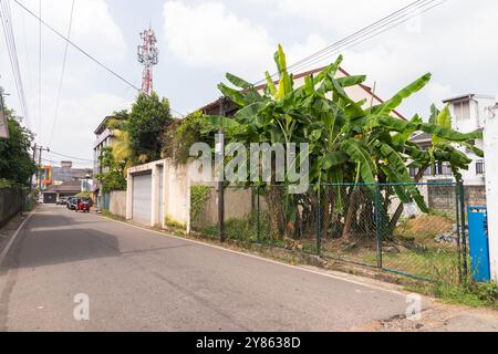 Malabe, Sri Lanka - 4. Dezember 2021: Blick auf die Malabe Straße mit kleinen Wohnhäusern und Bananenbäumen Stockfoto