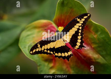 Tierwelt Kolumbien. Wunderschönes Insekt in der grünen Natur, rotes Blumenblatt. Riesenschwalbenschwanz, Papilio thoas Nealces, wunderschöner Schmetterling aus Kolumbien Stockfoto