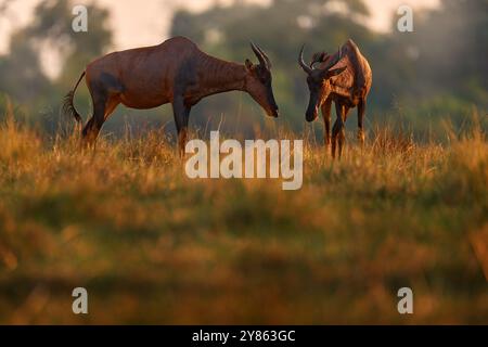 Sonnenuntergang, Antilopenkampf. Sassaby, in grüner Vegetation, Okavango-Delta, Botswana. Widlife-Szene aus der Natur. Gemeinsamer Tessebe, Damaliscus lunatus, Detail Stockfoto