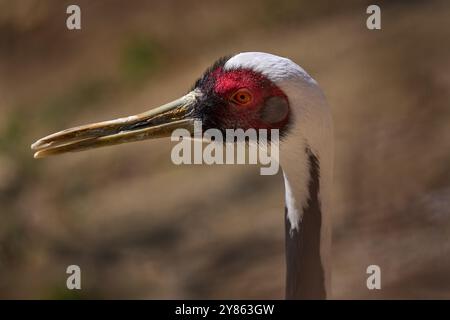 Wattled Crane, Bugeranus carunculatus, Nahporträt in der Natur, Botswana. Großer Vogel mit langem Hals aus dem südlichen Afrika, Wildtiere. Kran ein Stockfoto