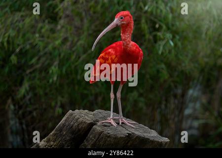 Tierwelt Venezuela. Ibis im Lebensraum. Scharlach Ibis, Eudocimus ruber, exotischer Vogel im Naturwald. Roter Vogel, der auf dem Baumzweig sitzt, Stockfoto