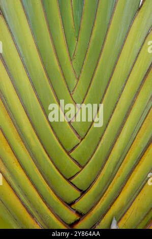 Traveler's Palm ( Ravenala madagascariensis ) Serenada Eco Resort, Uganda Stockfoto