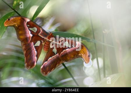Riesen-Atlas Moth-aka, Attacus atlas Habitat. Schmetterling, der auf dem grünen Blatt im natürlichen Lebensraum sitzt. Großer Schmetterling im tropischen Wald, Indien Wildlif Stockfoto