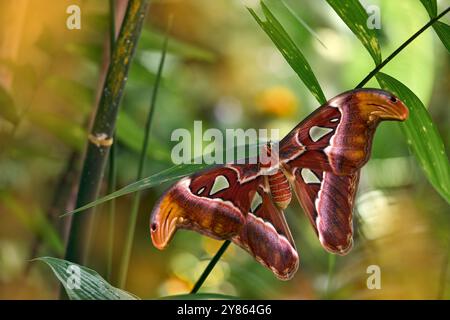 Riesen-Atlas Moth-aka, Attacus atlas Habitat. Schmetterling, der auf dem grünen Blatt im natürlichen Lebensraum sitzt. Großer Schmetterling im tropischen Wald, Indien Wildlif Stockfoto
