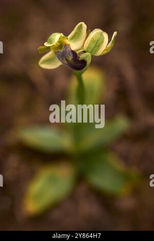 Ophrys obaesa oder Ophrys fusca pallida, düstere Bienenorchidee, Bosco della Ficuzza, Italien. Blühende europäische Landorchidee, Lebensraum der Natur. Beau Stockfoto