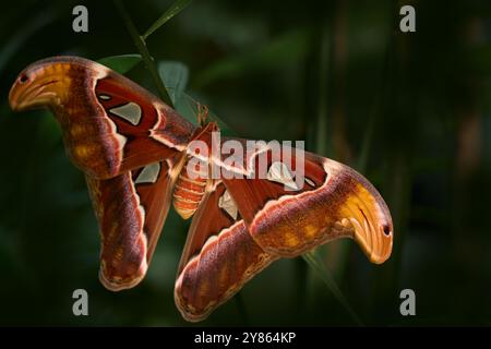Riesen-Atlas Moth-aka, Attacus atlas Habitat. Schmetterling, der auf dem grünen Blatt im natürlichen Lebensraum sitzt. Großer Schmetterling im tropischen Wald, Indien Wildlif Stockfoto
