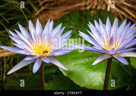Blaue Wasserlilie ( Nymphaea nouchali ) - Viktoriasee - Uganda Stockfoto