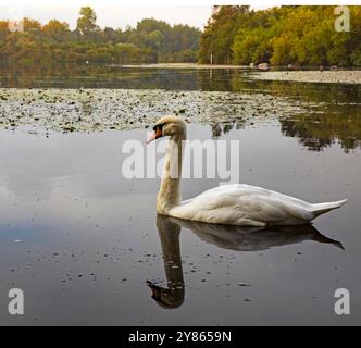 Duddingston Loch, Edinburgh, Schottland, Großbritannien. Oktober 2024. Herbstliche Reflexion eines Mute Swan (Cyngnus olor) auf der ruhigen Oberfläche des Stadtlochs, umgeben von Laubbäumen, die ihre herbstlichen Farben zeigen. Morgentemperatur 8 Grad Celsius nach einem nebeligen Start. Stockfoto