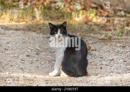 Schwarze Katze, die im Gras liegt Stockfoto
