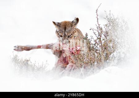 Puma fangen lama Guanaco, Natur Winter Lebensraum mit Schnee, Torres del Paine, Chile. Wilde Großkatze Cougar, Puma Concolor, Schnee Sonnenuntergang Licht und gefährlich Stockfoto