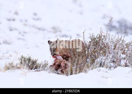 Puma fangen lama Guanaco, Natur Winter Lebensraum mit Schnee, Torres del Paine, Chile. Wilde Großkatze Cougar, Puma Concolor, Schnee Sonnenuntergang Licht und gefährlich Stockfoto