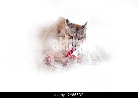 Puma fangen lama Guanaco, Natur Winter Lebensraum mit Schnee, Torres del Paine, Chile. Wilde Großkatze Cougar, Puma Concolor, Schnee Sonnenuntergang Licht und gefährlich Stockfoto