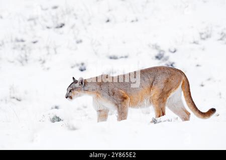 Puma fangen lama Guanaco, Natur Winter Lebensraum mit Schnee, Torres del Paine, Chile. Wilde Großkatze Cougar, Puma Concolor, Schnee Sonnenuntergang Licht und gefährlich Stockfoto