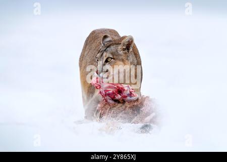 Puma fangen und lecken lama Guanaco, Natur Winterhabitat mit Schnee, Torres del Paine, Chile. Wilde große Katze Cougar, Puma Concolor, Schnee Sonnenuntergang Licht und Stockfoto