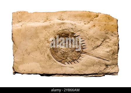 Wassertierfossilien, Mesolimulus Walchi oder Hufeisenkrebse Fossilien in Stein isoliert auf einem weißen Hintergrund Stockfoto