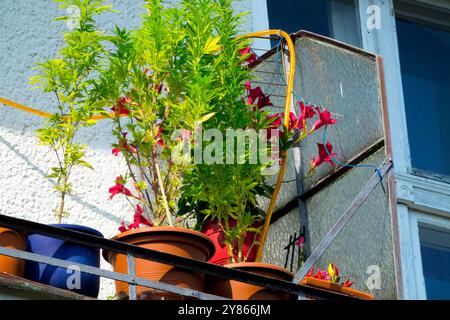 Cannabis Kräuter Pflanzen Pflanzen Pflanzen Balcony Grow Kräuter Kräuter Pflanzen Pflanzen Pflanzen Pflanzen Kräuter Growth Pflanze wächst in Topf Töpfe Blumentöpfe Kreuzberg Berlin Balkone Blumen Stockfoto