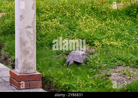 Eine Hermannschildkröte (Testudo hermanni), eine in Europa heimische Schildkrötenart, auf der Wiese eines Gartens im Frühling, Italien Stockfoto