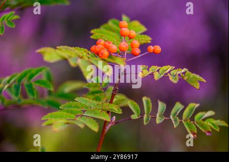 Nahaufnahme eines jungen eberesenbaums (Sorbus aucuparia) mit grünen Blättern und einer Gruppe von Orangenbeeren vor violettem Hintergrund. Telemark, Norwegen. Stockfoto