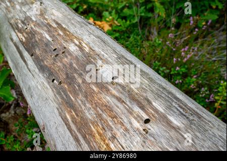 Nahaufnahme eines toten Baumes, der durch Rindenkäfer-Angriff gestorben ist, zeigt die Bohrlöcher im Stamm. Insel an der Südküste, Telemark County, Norwegen. Stockfoto