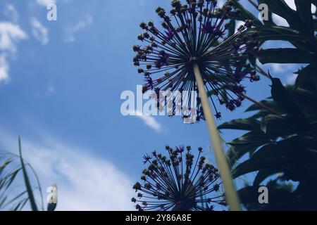 Allium cristophii, allium giganteum Zierpflanze, eine große runde Knospenblüte mit Samen am Himmel, Nahaufnahme. Blühender Löwenzahn, perser Stockfoto