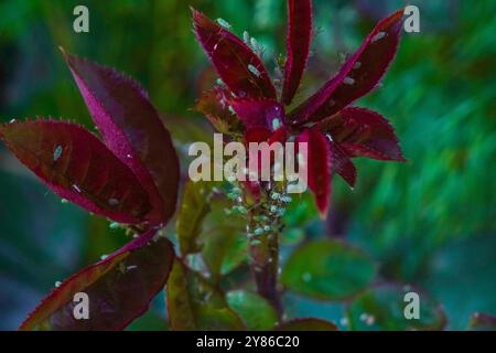 Exotische Hauspflanze. Rote Rosenblüten im Blumenarrangement. Rote Blütenblätter auf grünem Hintergrund, Nahaufnahme. Blätter von Blume burgundy Colo Stockfoto