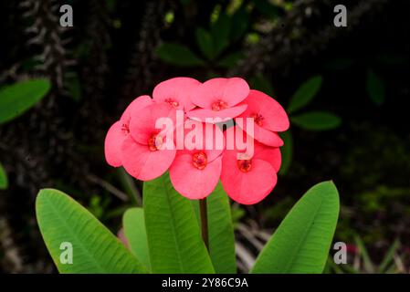 Dornenkrone ( Euphorbia milii ) Kasese - Uganda Stockfoto